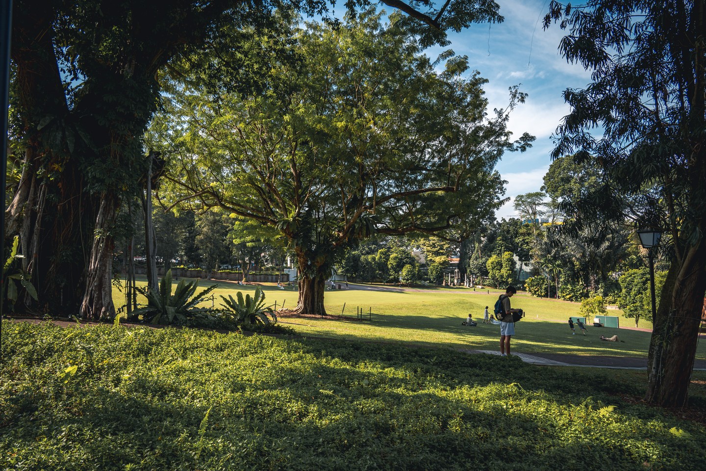 Afternoon sunlight filtering through trees onto a green lawn