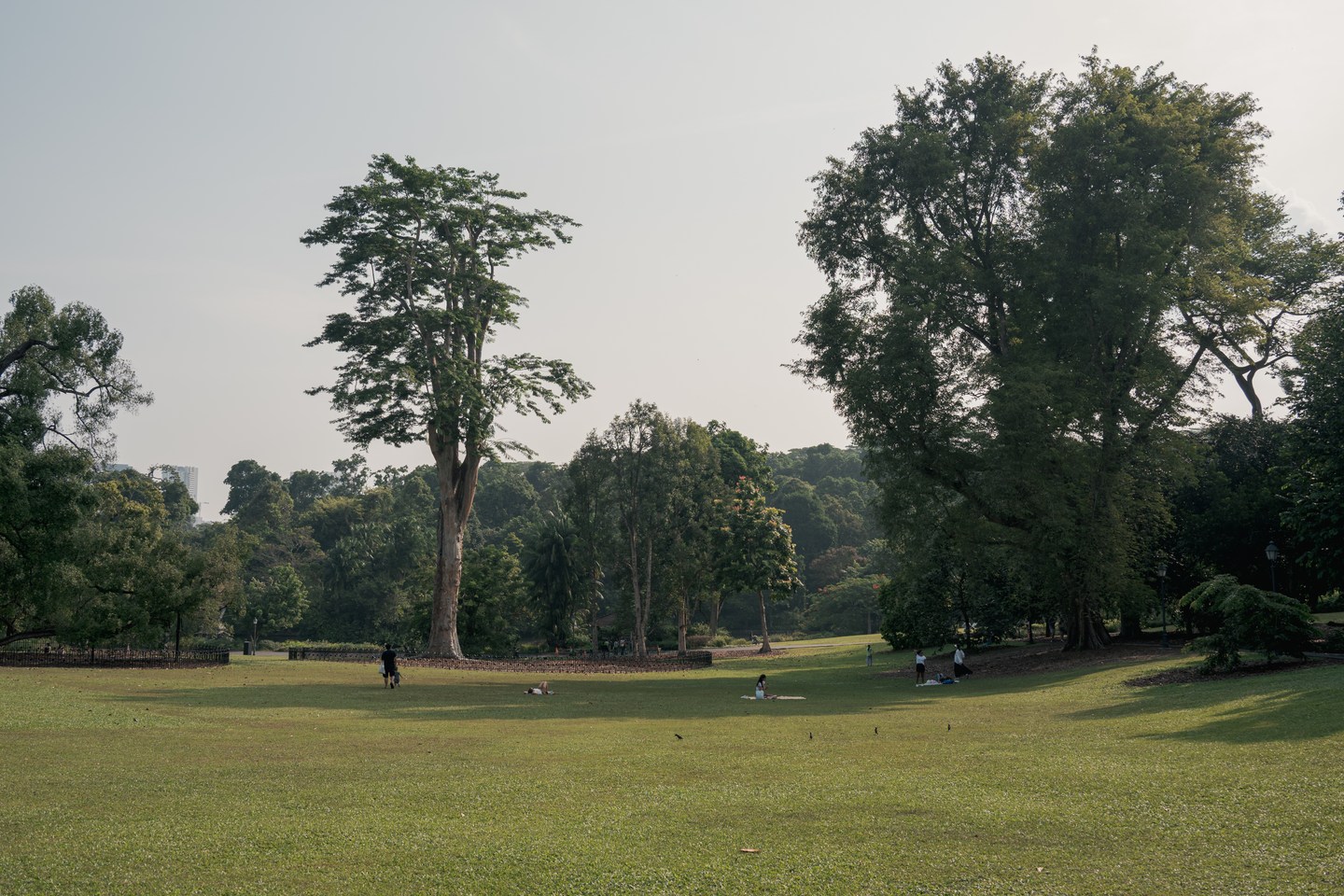 Trees around an open lawn in Singapore Botanic Gardens