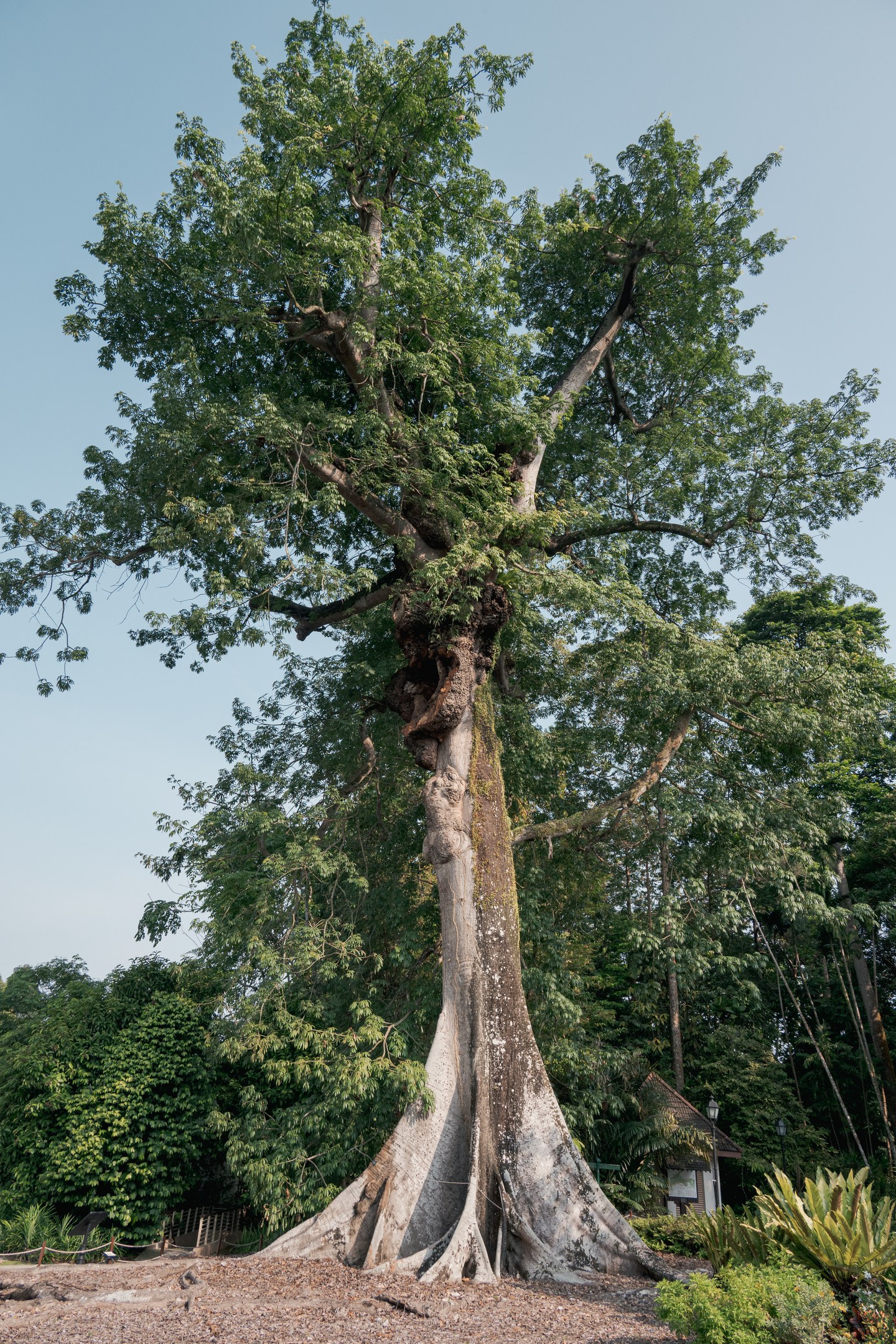 A tall tree and its exposed roots in a tropical garden