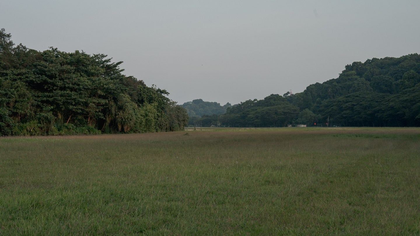 An open meadow surrounded by dense green trees