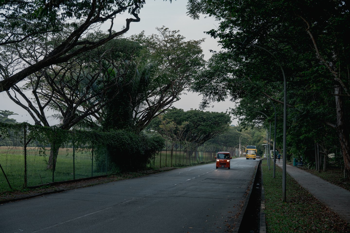 A quiet road curving beneath a canopy of tropical trees