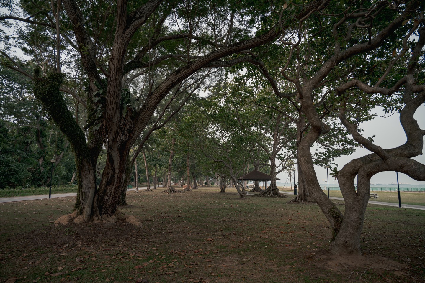 A cluster of spreading trees beside the coast