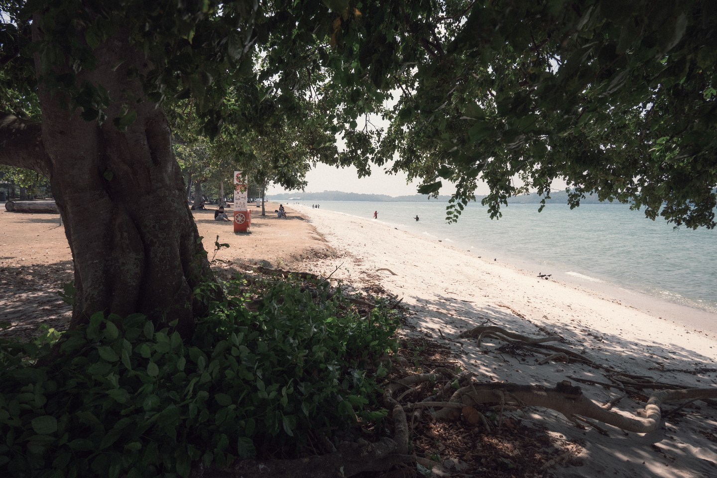 A shady tree beside the shoreline