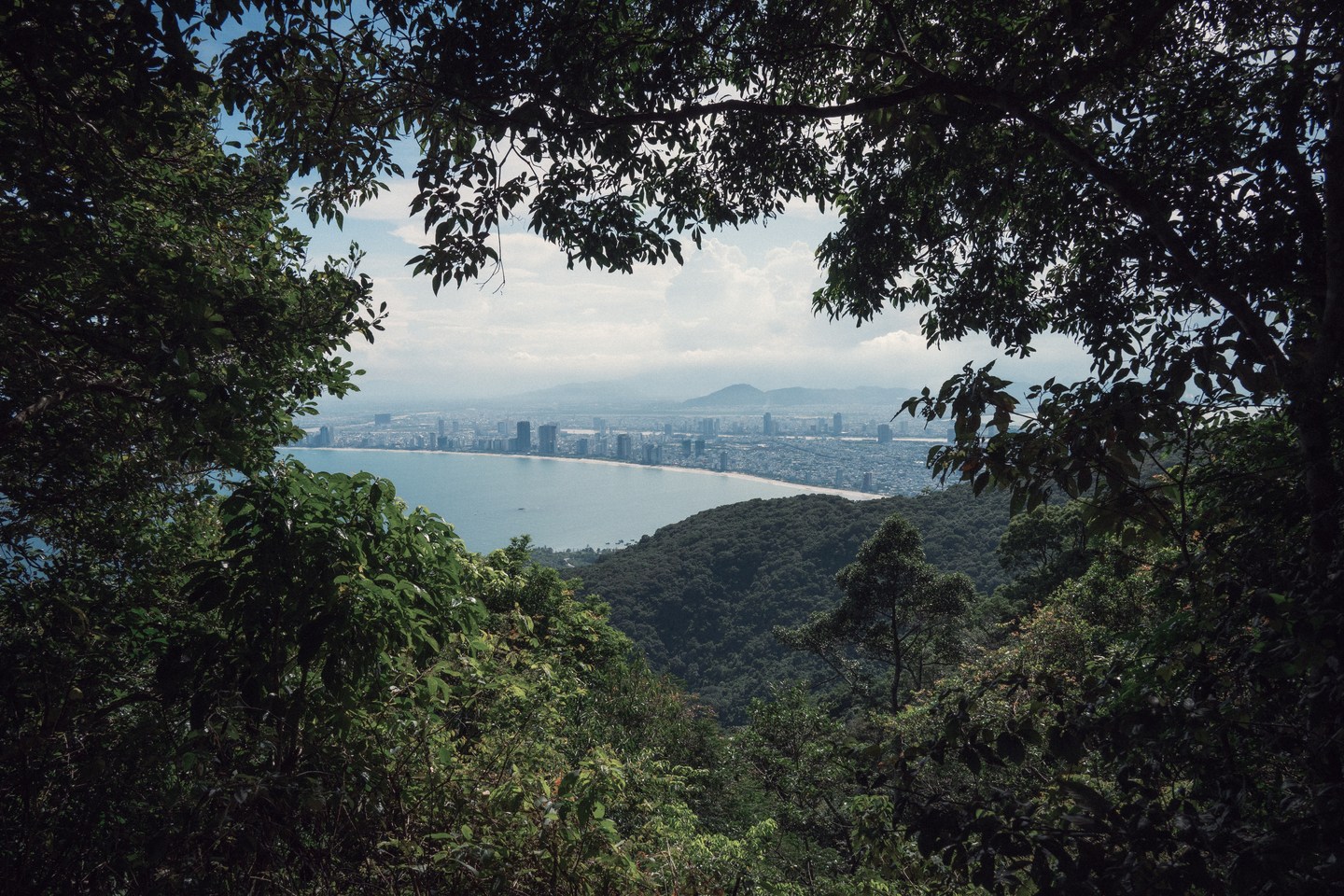 A coastal city seen through a frame of tropical trees